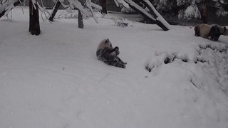 雪の降り積もった斜面で遊ぶパンダ