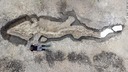 巨大な魚竜の化石を発見、１億８０００万年前に生息　英
