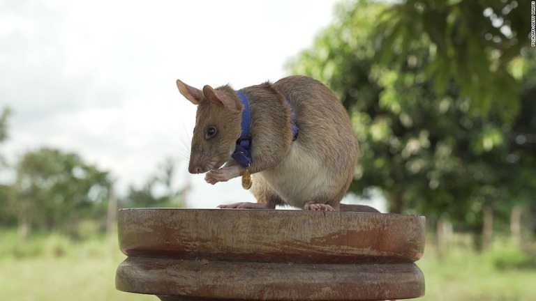 英獣医の慈善団体「ＰＤＳＡ」からメダルを授与されたネズミの「マガワ」＝２０２０年９月２５日/PDSA/AFP/Getty Images