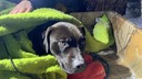 ４カ月間生き延びた飼い犬、雪の斜面で発見　飼い主と再会果たす　米カリフォルニア州