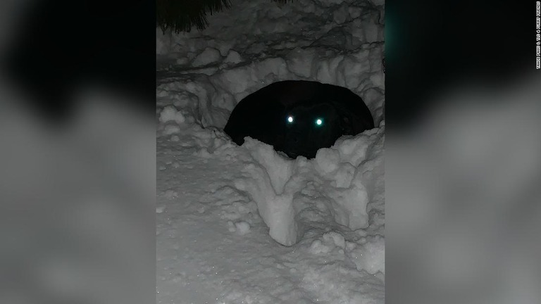 ４カ月間行方不明になっていたラスは雪の中にいる状態で発見された/Tahoe PAWS & TLC 4 Furry Friends