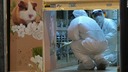 香港、ハムスター２０００匹を殺処分へ　ペット店のクラスターで