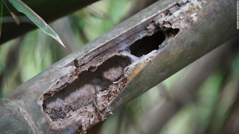 新種のタランチュラは竹の幹の空洞の中に生息する/courtesy Narin Chomphuphuang