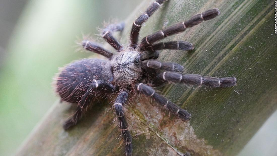 タイには未発見の生物がたくさんいるという/courtesy Narin Chomphuphuang