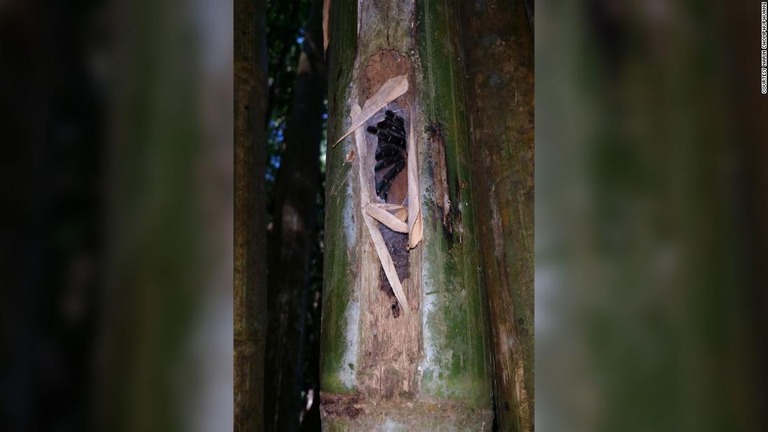 竹の空洞の中に糸で巣をつくっているタランチュラ/courtesy Narin Chomphuphuang
