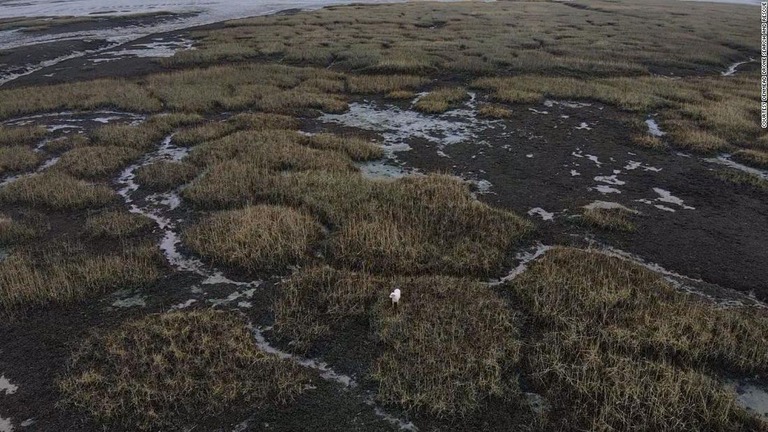 ドローンのカメラでとらえた干潟の中で佇むミリー/courtesy Denmead Drone Search and Rescue