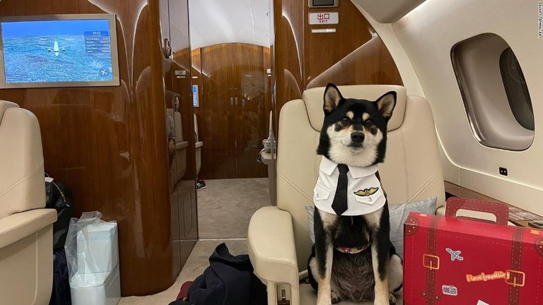 パイロットを思わせる服を着て座席に収まる柴犬/Life Travel Limited