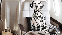 ペットのためにプライベート機を手配、香港脱出図る飼い主の苦境