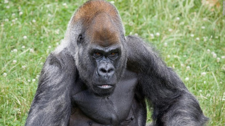 雄ゴリラの世界最高齢だった「オジー」が６１歳で死んだ/From Zoo Atlanta