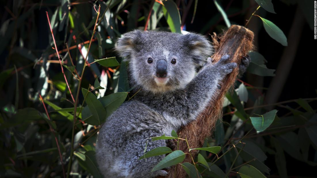 オーストラリア コアラ保護に４年で４０億円支出 過去最大規模 Cnn Co Jp