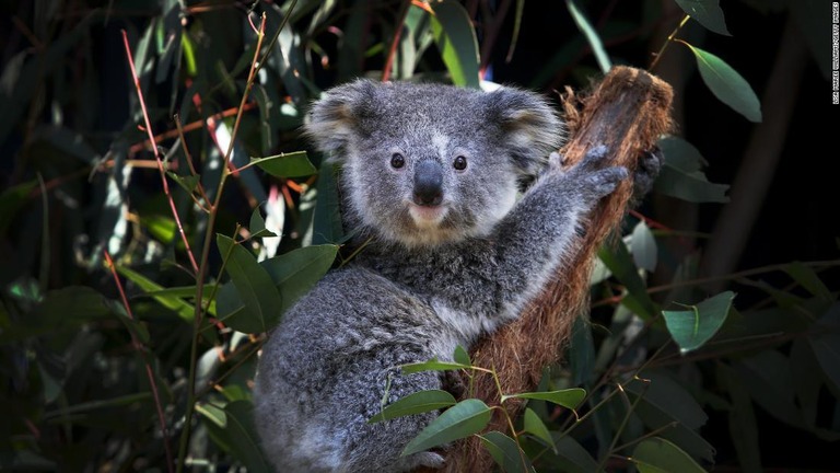オーストラリアが過去最大規模の資金を投じてコアラの保護に乗り出す/Lisa Maree Williams/Getty Images