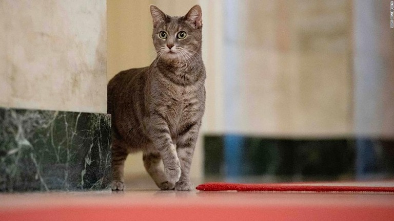 新たにホワイトハウスにやってきた雌猫の「ウィロー」/White House Photo