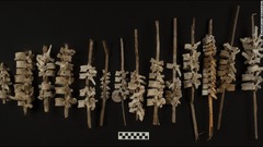 茎に通した人間の椎骨、約２００本発見　略奪で破壊された遺骨修復か　ペルー