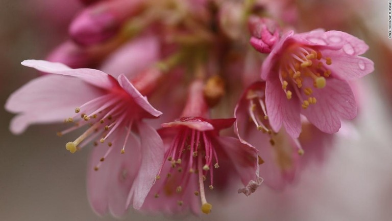 植物の開花が早くなると、それにつれて虫や鳥など周囲の生態系のバランスが崩れる可能性などが懸念されている/Dan Kitwood/Getty Images