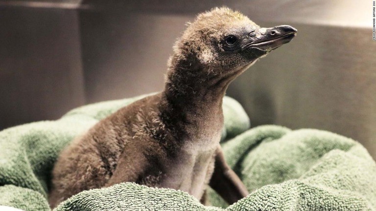 米ニューヨーク州でペンギンの雄の同性カップルが温めていた卵が孵化した/from Rosamond Gifford Zoo