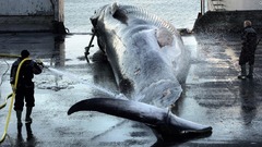 アイスランド、２０２４年以降は捕鯨を中止　日本の需要減も一因