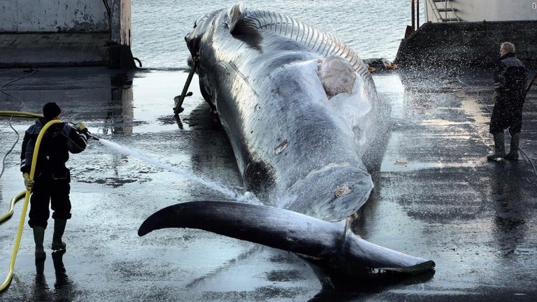 捕獲したクジラに水をかける作業員＝２００６年/AP 