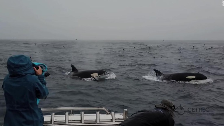 シャチの群れがシロナガスクジラの成体に襲いかかって捕食する様子が記録された/CETREC