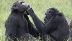 チンパンジーが昆虫を「塗り薬」に、互いを思いやる心の表れか