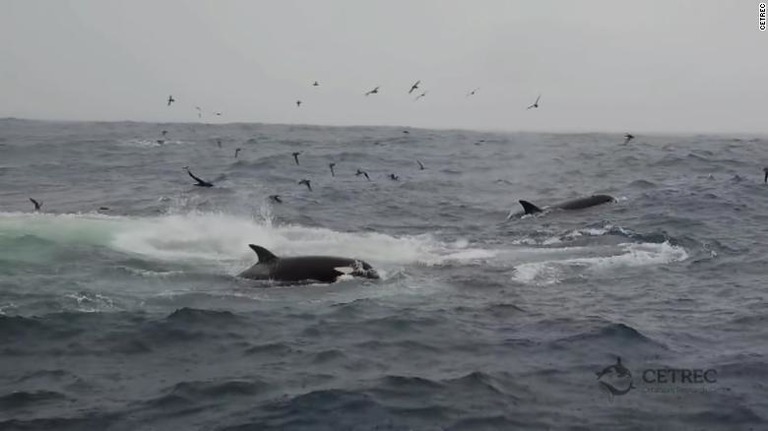 シャチによる捕食の際にアカアシミズナギドリなどの海鳥も集まってきた/CETREC