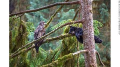 若いハクトウワシとクロクマの子どもの珍しいツーショット