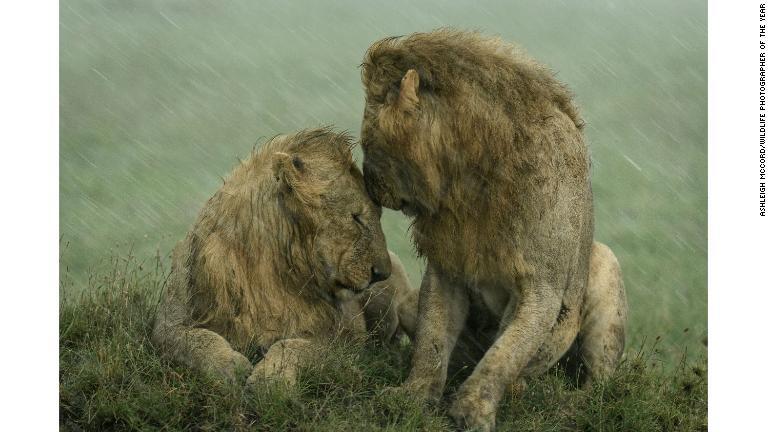 ケニアのマサイマラ国立保護区で、激しい雨を避けて頭を寄せ合う２頭の雄ライオン/Ashleigh McCord/Wildlife Photographer of the Year