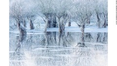 野生生物写真コンテスト、一般愛好家が選ぶ最優秀作品は湖の冬景色