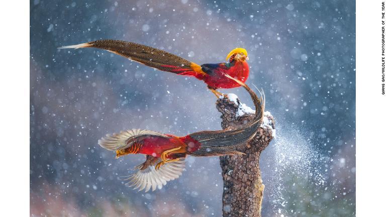 ダンスのようなしぐさを見せる２羽のキンケイ。中国山西省で撮影/Qiang Gao/Wildlife Photographer of the Year