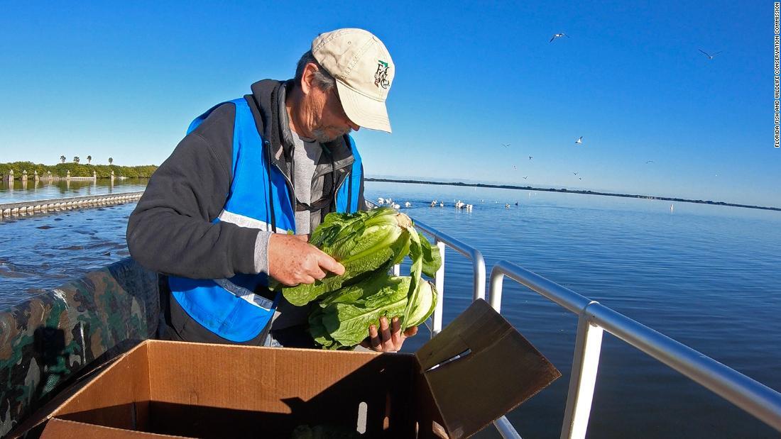 ＦＷＣは７５００頭以上のフロリダマナティーが生息していると推計している/Florida Fish and Wildlife Conservation Commission