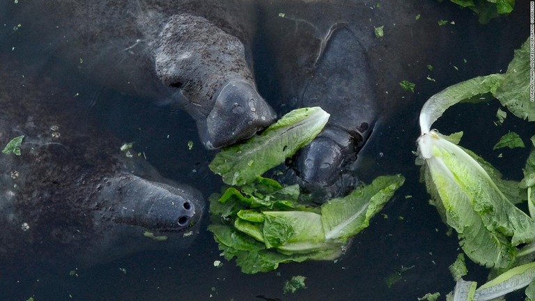 与えられたレタスを食べるマナティー/Florida Fish and Wildlife Conservation Commission
