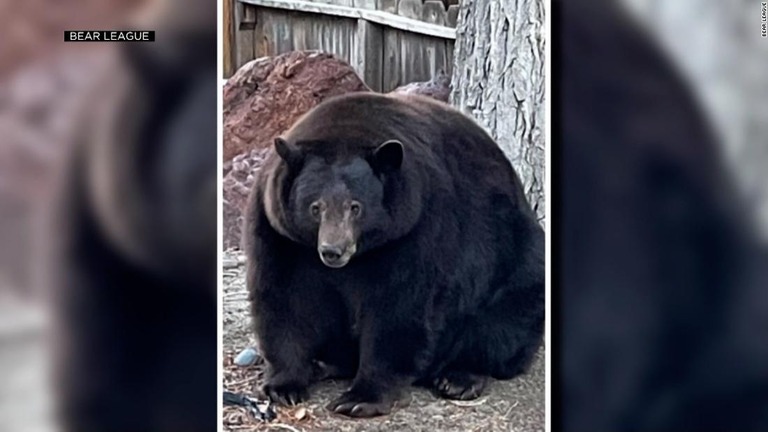重度の「過食症」状態で街路に出没しているという雄のクロクマ/Bear League