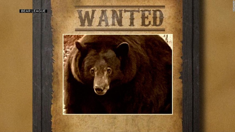 現在のところ住民やペットが直接襲われる被害は出ていない/Bear League
