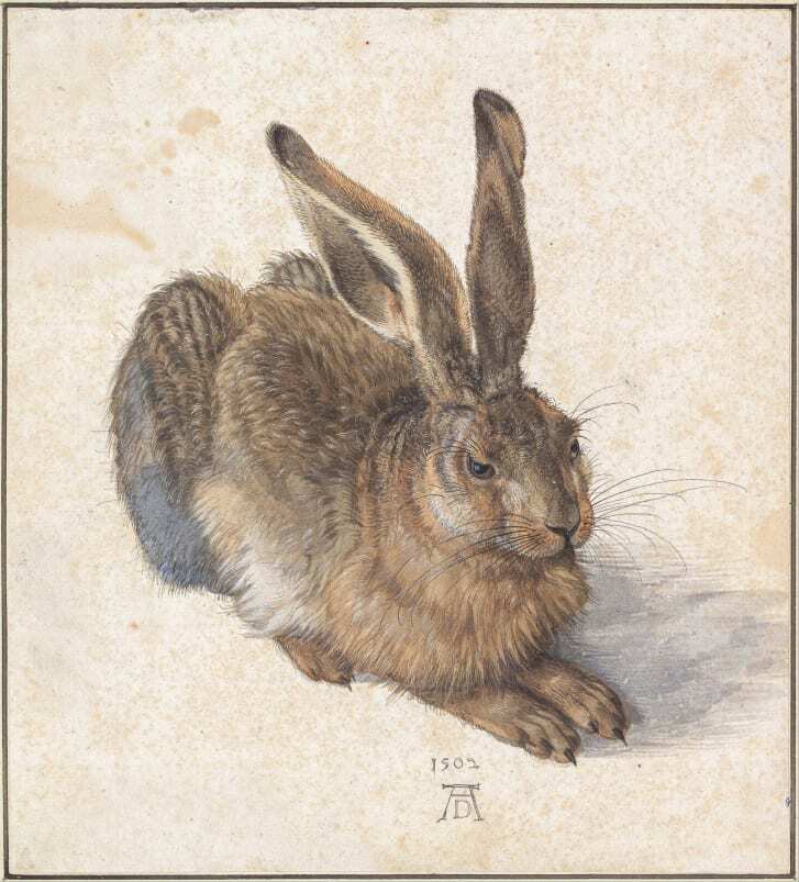 １５０２年に描かれたアルブレヒト・デューラーの「Ｙｏｕｎｇ　Ｈａｒｅ」/Giorgio Morara/Alamy Stock Photo