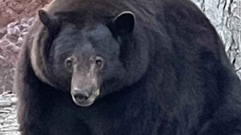 米加州の民家に相次ぎ侵入している体重２２７キロのクロクマ「ハンク・ザ・タンク」/From Bear League