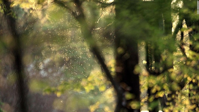 これまで違った樹木花粉の飛散時期が、今後重なり合い高濃度になると予想されている/David Goldman/AP