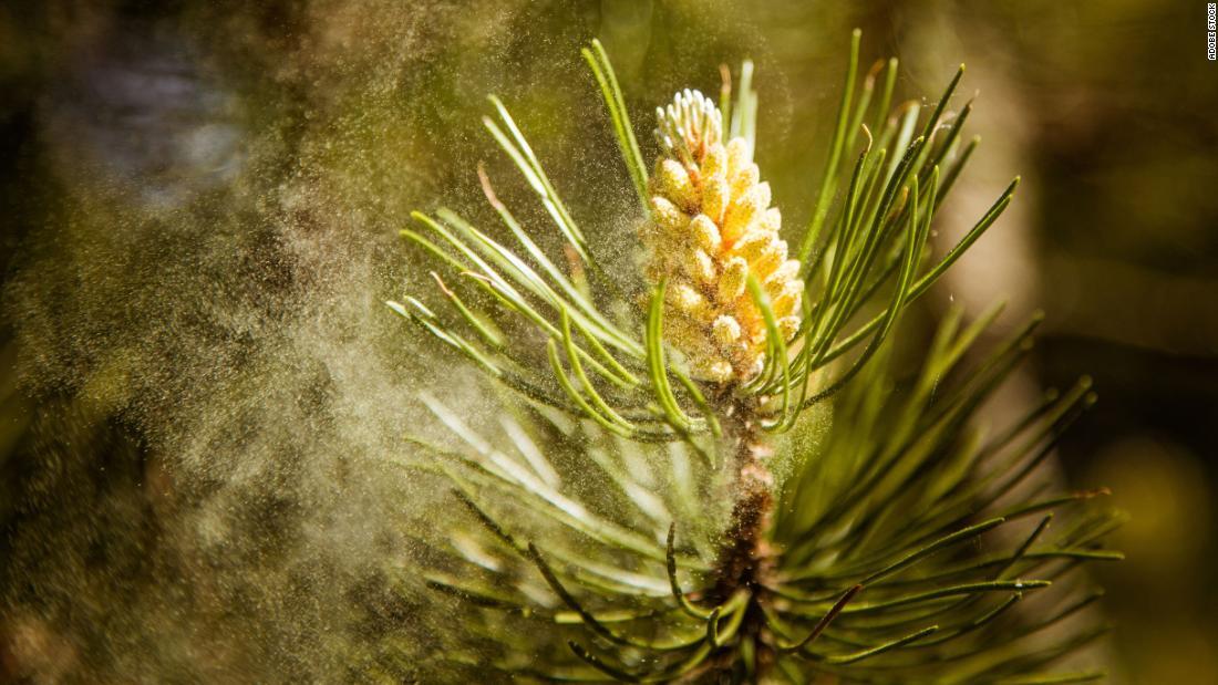 花粉シーズン到来 １カ月以上早まる予想 花粉量も大幅に増大 米研究 1 2 Cnn Co Jp