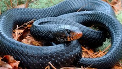 珍しいヘビが見つかる、６０年で２度目　米アラバマ州