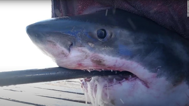 米フロリダ州沖でホホジロザメの「スコット」が再び観測された/From OCEARCH/YouTube