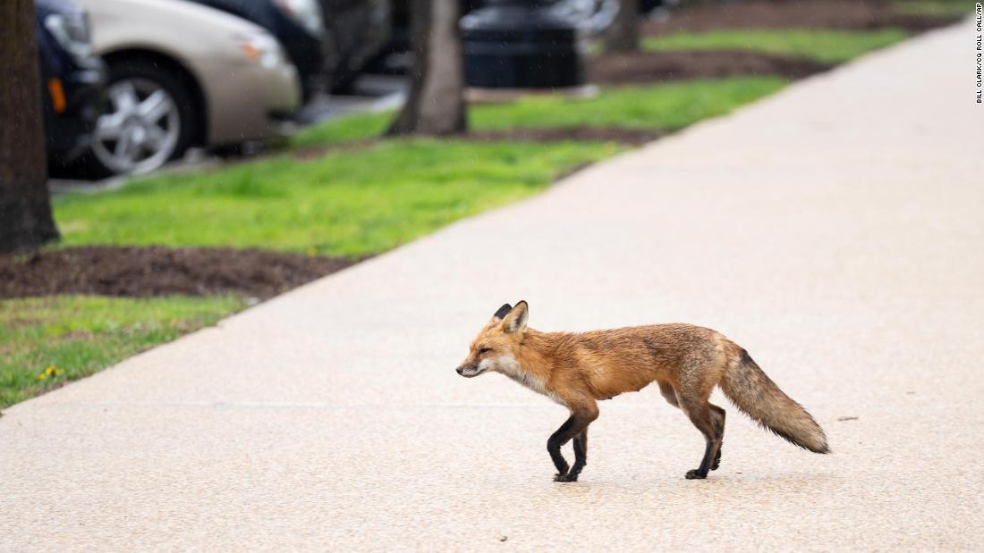 発見されたキツネ=5日、米ワシントンDCのラッセル上院事務所ビル北側/Bill Clark/CQ Roll Call/AP