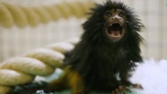 絶滅危機のサル、クロライオンタマリンの赤ちゃん誕生　英動物園