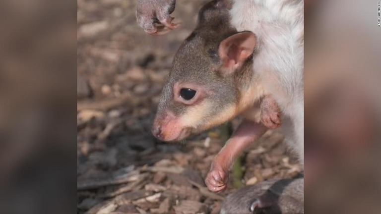 コゲチャヤブワラビーの赤ちゃんは今後数週間は母親の袋で過ごす見通しだという/From Chester Zoo