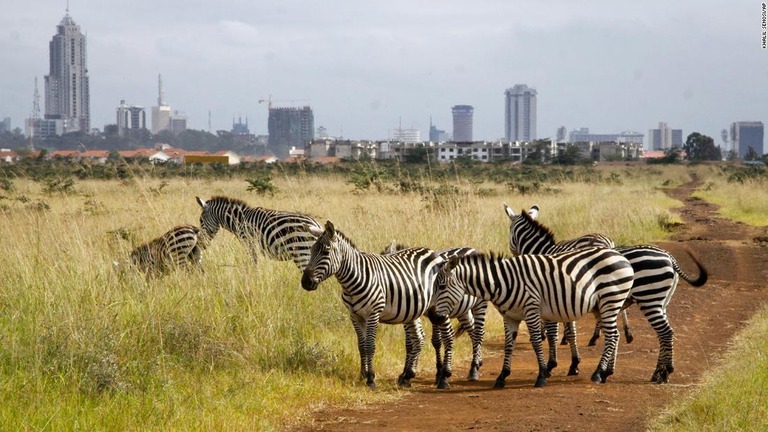 ナイロビ国立公園のシマウマの群れ＝２０１５年７月、ケニア・ナイロビ/Khalil Senosi/AP