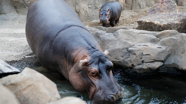 シンシナティ動物園で暮らすカバのビビ（手前）とその子どものフィオナ/John Minchillo/AP