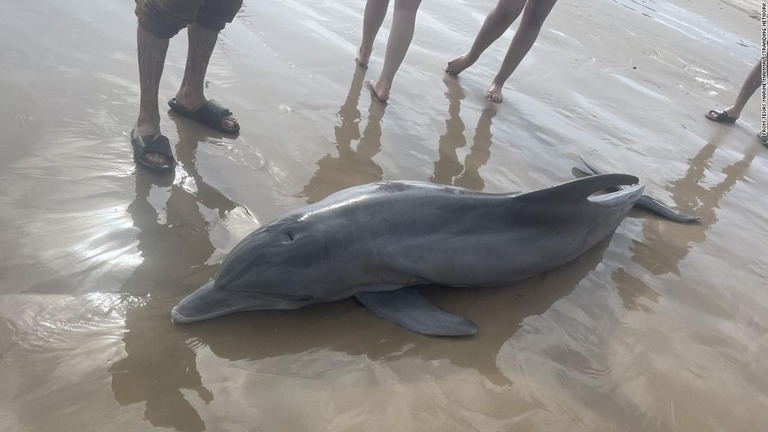 キンタナビーチに打ち上げられたイルカ＝１７日/From Texas Marine Mammal Stranding Network