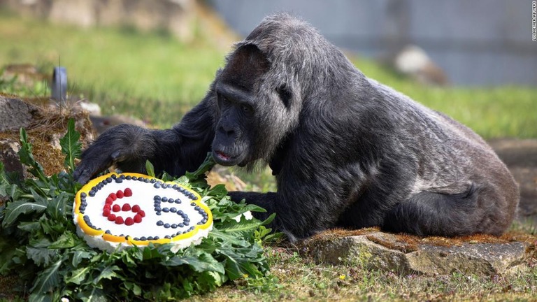 世界最高齢のゴリラの６５歳誕生日をケーキで祝福＝１３日、ベルリン動物園/Lisi Niesner/Reuters