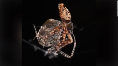 交尾したら超速で跳ね飛んで逃げるオスのクモ、メスに食べられる難逃れ　中国研究