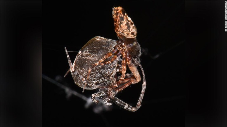 「マツガエウズグモ」のオスはメスに捕食されないよう超速で跳ね飛んで逃げるという研究が発表された/ Dr. Shichang Zhang/Hubei university 