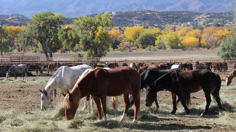 飼育施設の野生馬＝米コロラド州キャニオンシティ/Bureau of Land Management