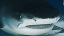 イタチザメがカメラをぱくり、口内の映像を撮影　モルディブ