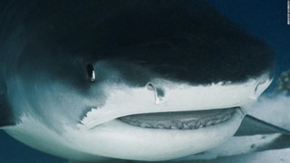 イタチザメが飲み込んだカメラがの口の中の撮影に成功